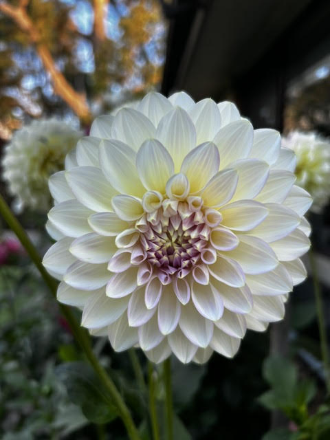 Florelie Grace