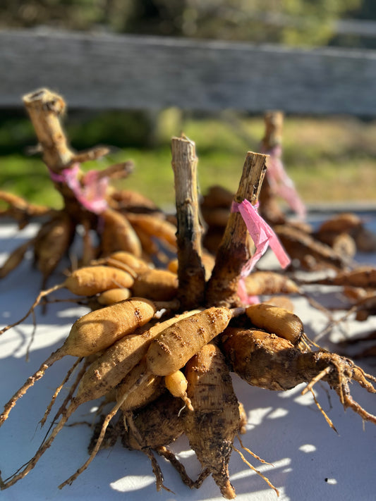 Tuber clump - pick up only