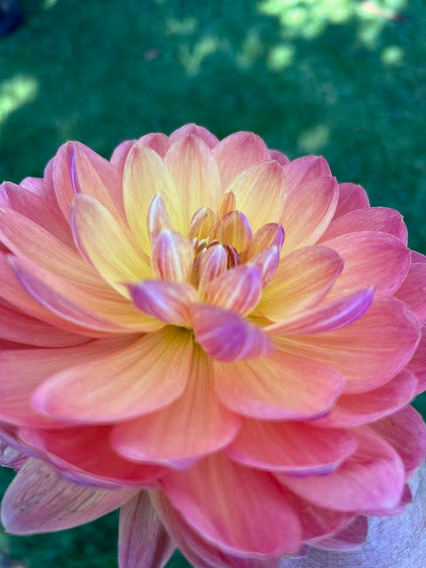 Pam Howden