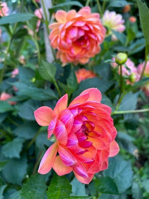 Pam Howden